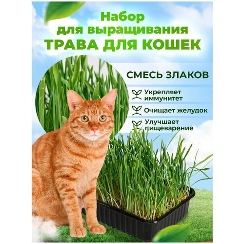 Набор для проращивания Трава для кошек Смесь МММ 30 г / в лотке для животных / микрозелень для котов / семена наборы + лотки