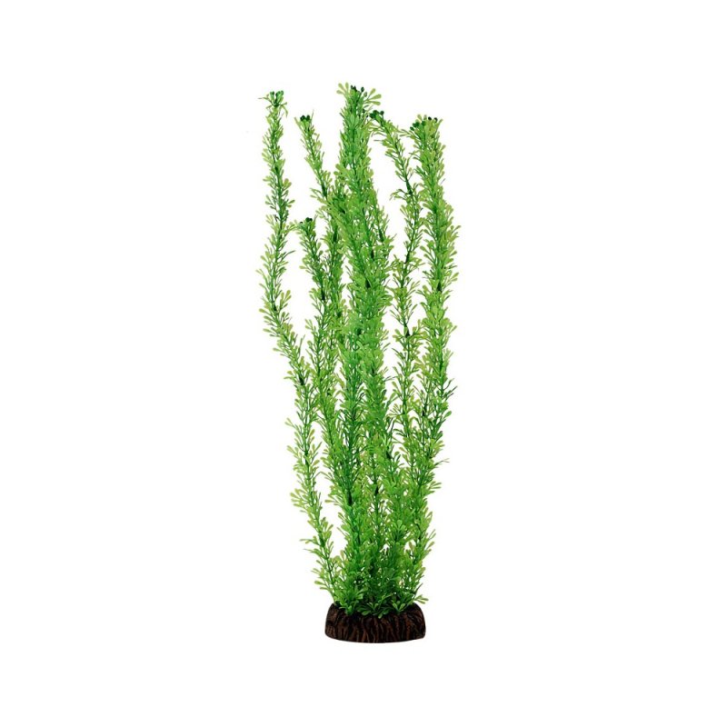 Растение Laguna Aqua Лигодиум зеленый, 100мм