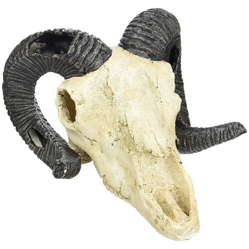 Декорация для террариума, череп LUCKY REPTILE 'Skull Ram', 19.5х7х12см (Германия)