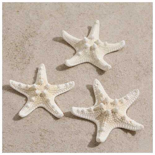 Набор из 3 морских звезд, размер каждой 5-10 см, белые