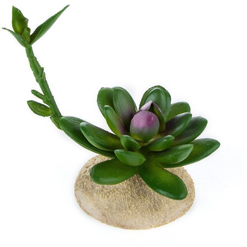 Растение для террариума TERRA DELLA 'Суккулент с отростком', 7.5x6.5x12см (Нидерланды)