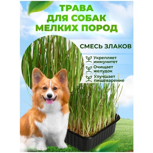 Набор для выращивания Трава для собак МММ / микрозелень набор для проращивания в лотке для животных / для котов и кошек / семена наборы + лотки