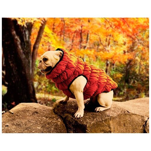 Куртка для собак двусторонняя с воротником для ушек малых средних и крупных пород /жилет для собак ,синяя/зеленая, размер S /Шпицельшоп