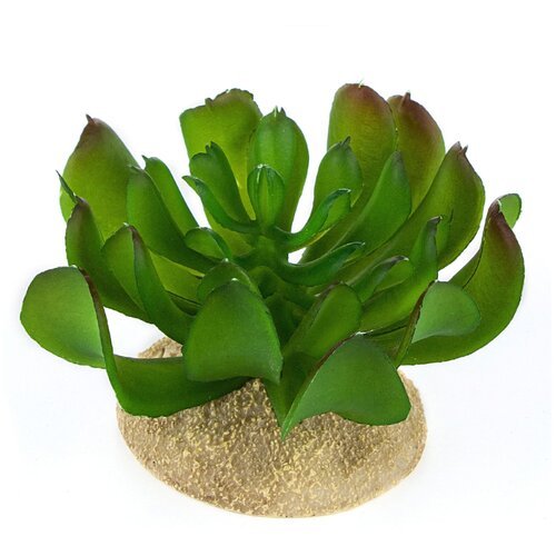 Растение для террариума TERRA DELLA 'Эхеверия маленькая', тёмно-зелёное, 8.5x8.5x6.5см (Нидерланды)