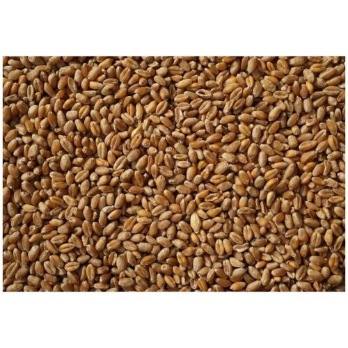Пшеница кормовая для птиц и животных 5кг