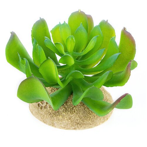Растение для террариума TERRA DELLA 'Эхеверия маленькая', светло-зелёное, 8.5x8.5x6.5см (Нидерланды)