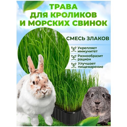 Набор для проращивания 'Трава для кроликов и для морских свинок' МММ 15 г / в лотке для животных / микрозелень для кошек / семена наборы + лотки
