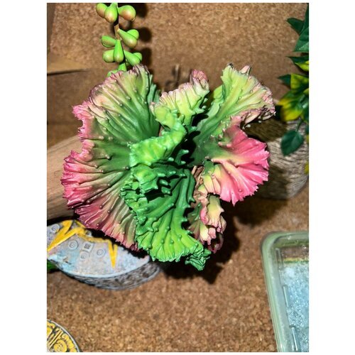Реалистичное высококачественное растение суккулент для террариума, аквариума Simbel №32. Растения для террариума