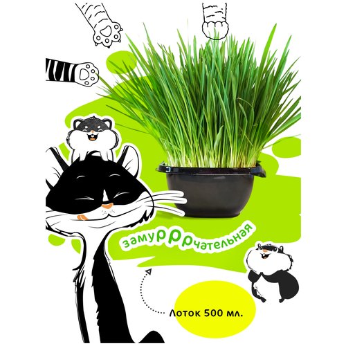 Трава для кошек в лотке DREOSSA 500мл